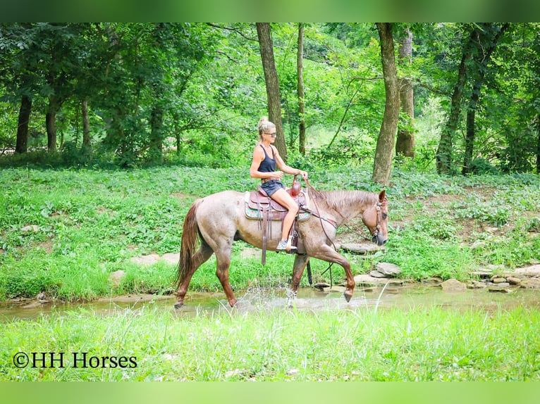 American Quarter Horse Gelding 7 years 14,3 hh Roan-Red in Flemingsburg KY
