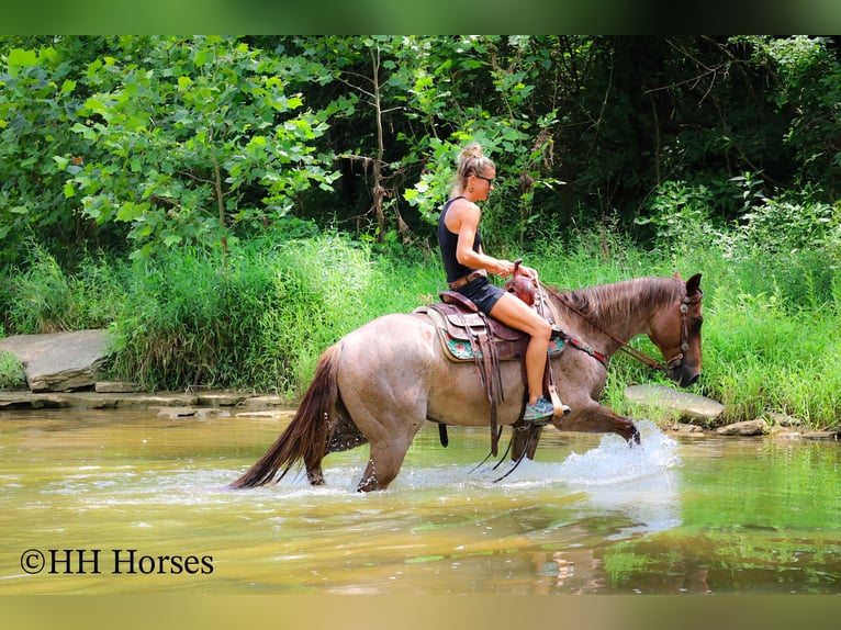 American Quarter Horse Gelding 7 years 14,3 hh Roan-Red in Flemingsburg KY