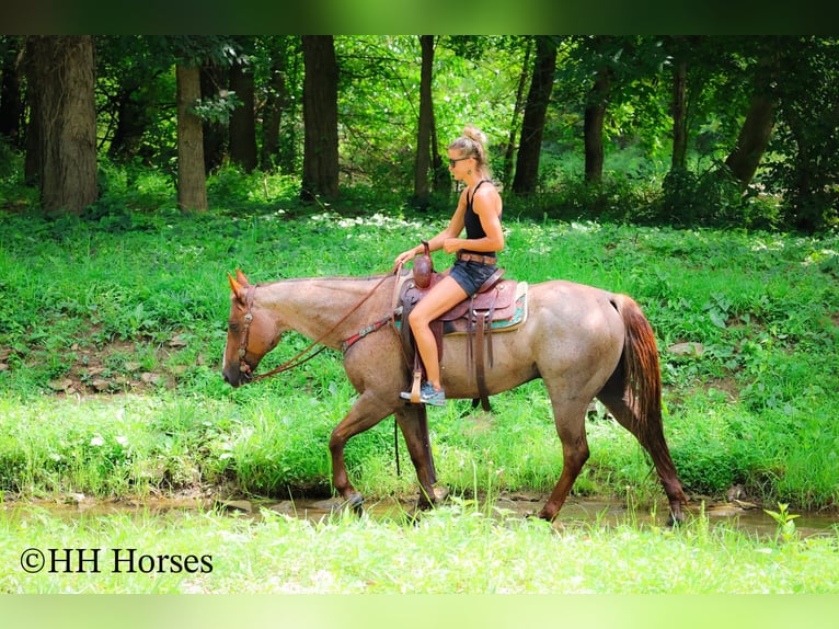 American Quarter Horse Gelding 7 years 14,3 hh Roan-Red in Flemingsburg KY