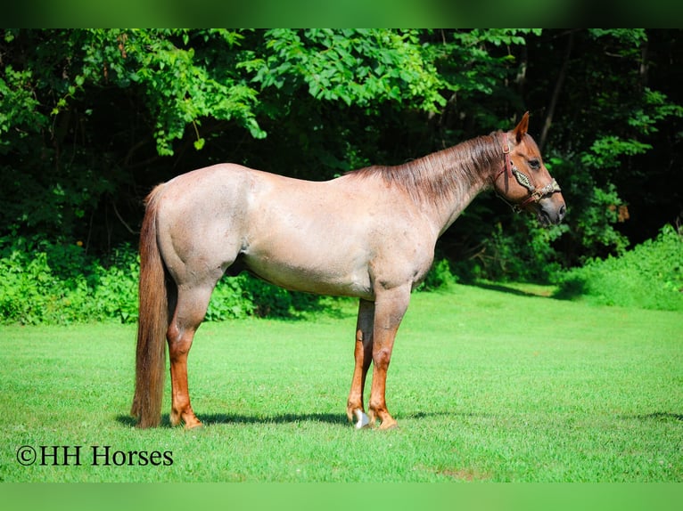 American Quarter Horse Gelding 7 years 14,3 hh Roan-Red in Flemingsburg KY