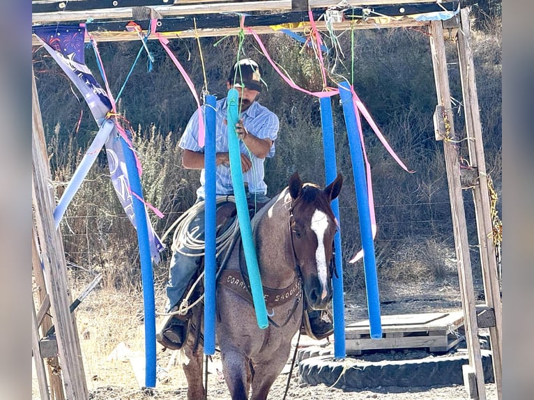 American Quarter Horse Gelding 7 years 14,3 hh Roan-Red in Paicines CA