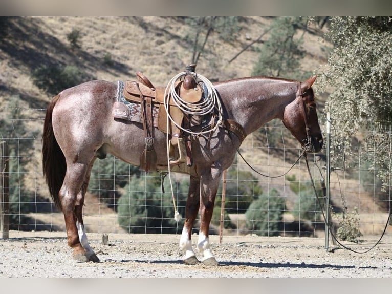 American Quarter Horse Gelding 7 years 14,3 hh Roan-Red in Paicines CA