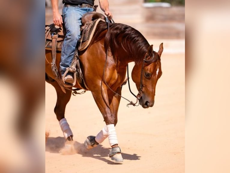 American Quarter Horse Gelding 7 years 14,3 hh Sorrel in Miami