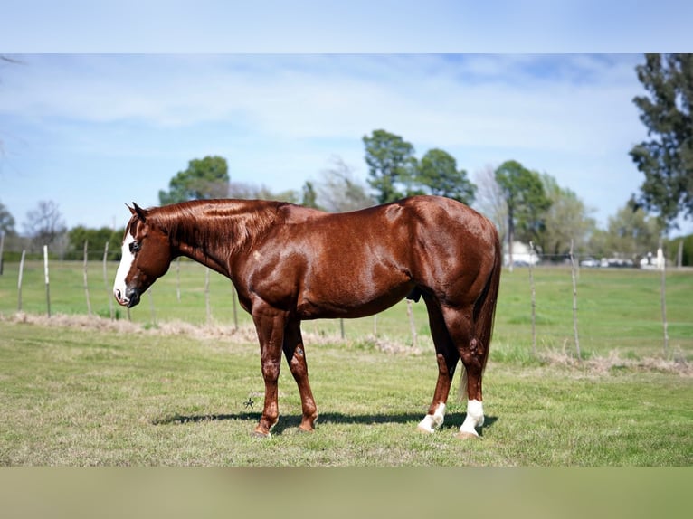 American Quarter Horse Gelding 7 years 14,3 hh Sorrel in Whitesboro, TX