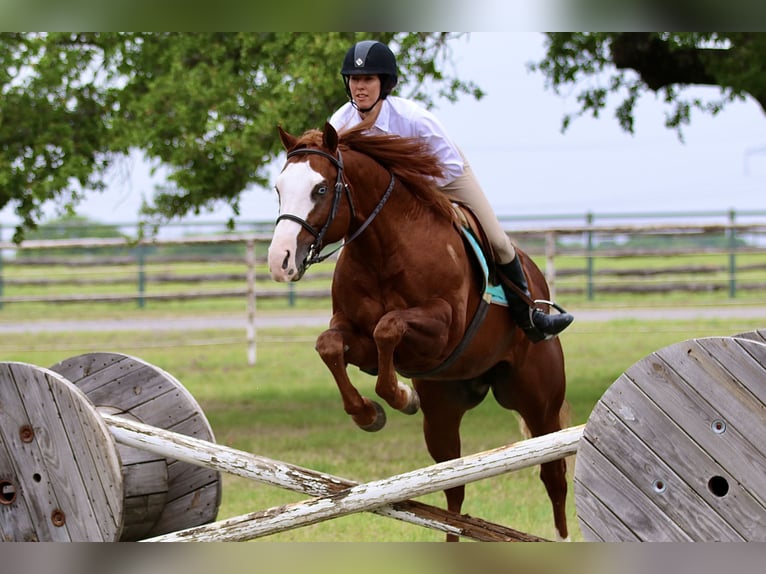 American Quarter Horse Gelding 7 years 14,3 hh Sorrel in Whitesboro, TX