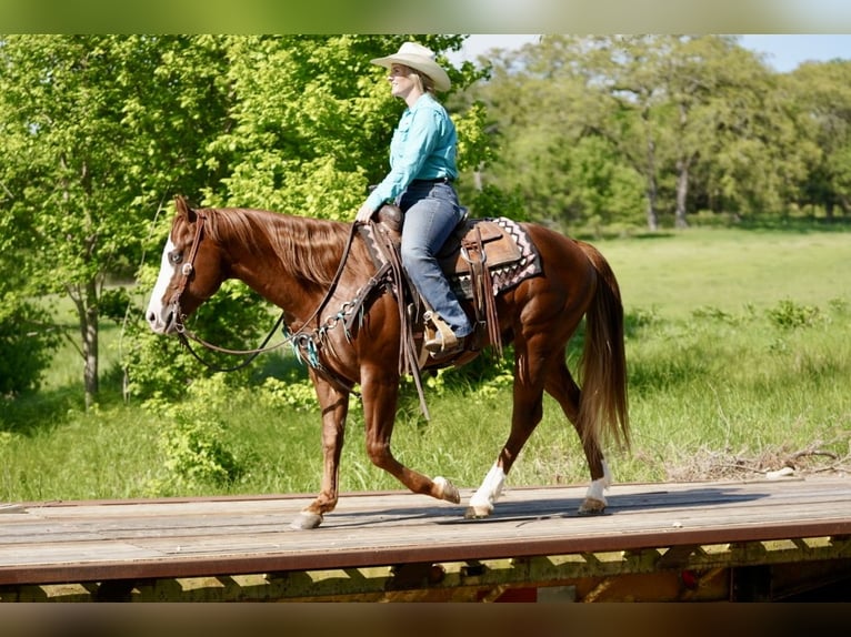 American Quarter Horse Gelding 7 years 14,3 hh Sorrel in Whitesboro, TX