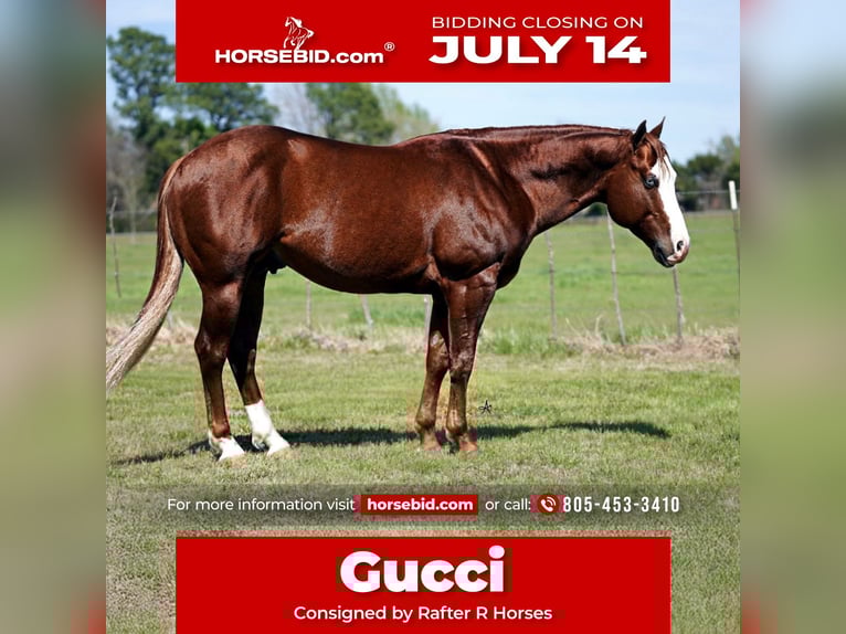 American Quarter Horse Gelding 7 years 14,3 hh Sorrel in Whitesboro, TX