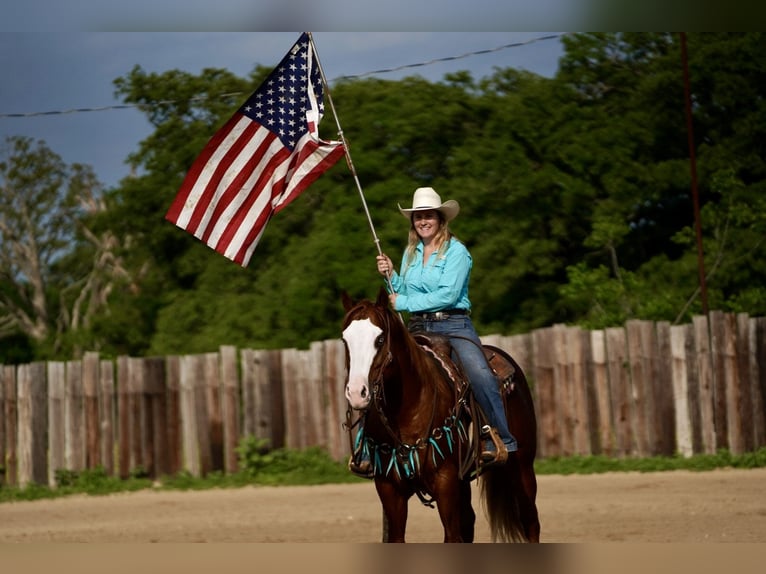 American Quarter Horse Gelding 7 years 14,3 hh Sorrel in Whitesboro, TX
