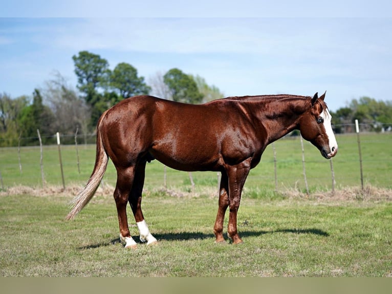 American Quarter Horse Gelding 7 years 14,3 hh Sorrel in Whitesboro, TX