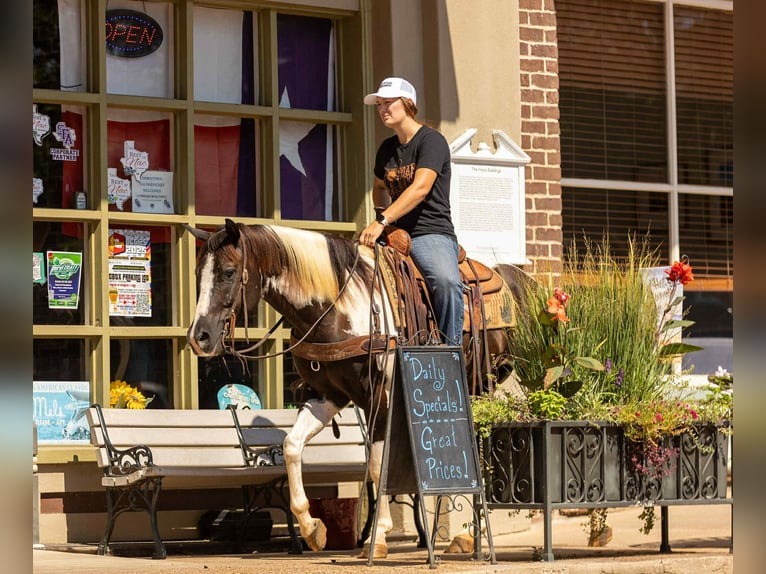 American Quarter Horse Gelding 7 years 14,3 hh Tobiano-all-colors in Rusk TX