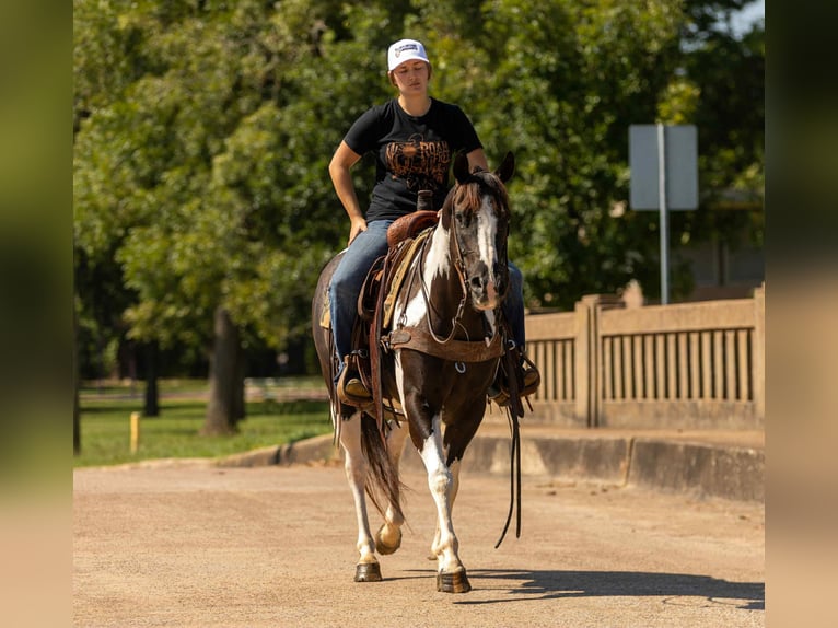 American Quarter Horse Gelding 7 years 14,3 hh Tobiano-all-colors in Rusk TX