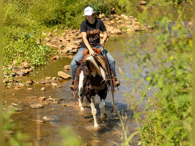 American Quarter Horse Gelding 7 years 14,3 hh Tobiano-all-colors in Rusk TX