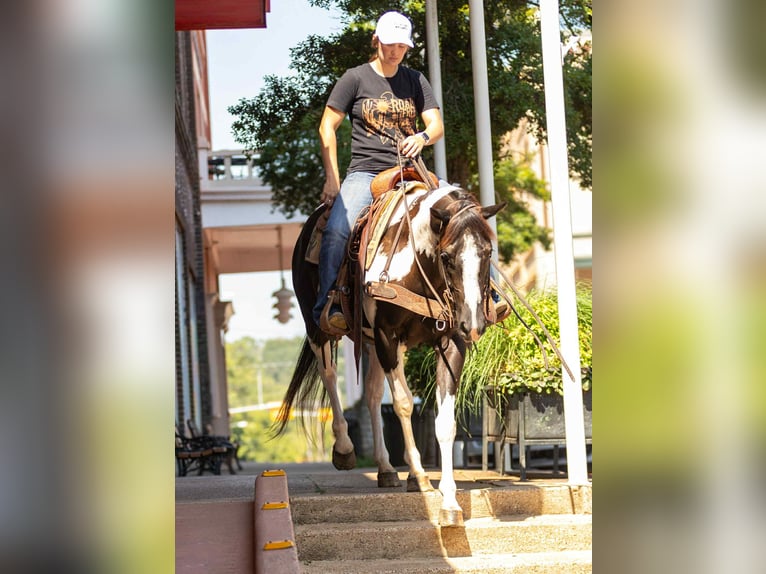 American Quarter Horse Gelding 7 years 14,3 hh Tobiano-all-colors in Rusk TX