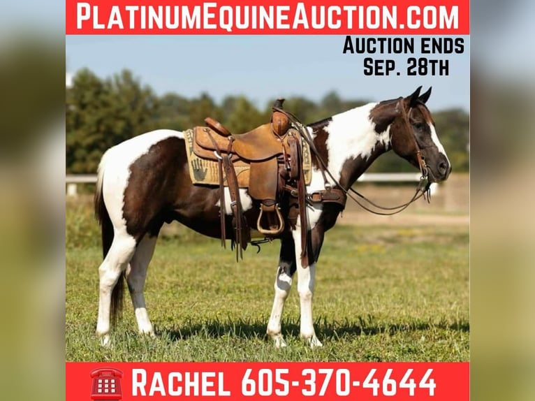American Quarter Horse Gelding 7 years 14,3 hh Tobiano-all-colors in Rusk TX