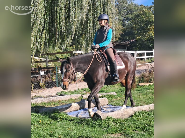 American Quarter Horse Gelding 7 years 15.1 hh Bay-Dark in Bayerbach