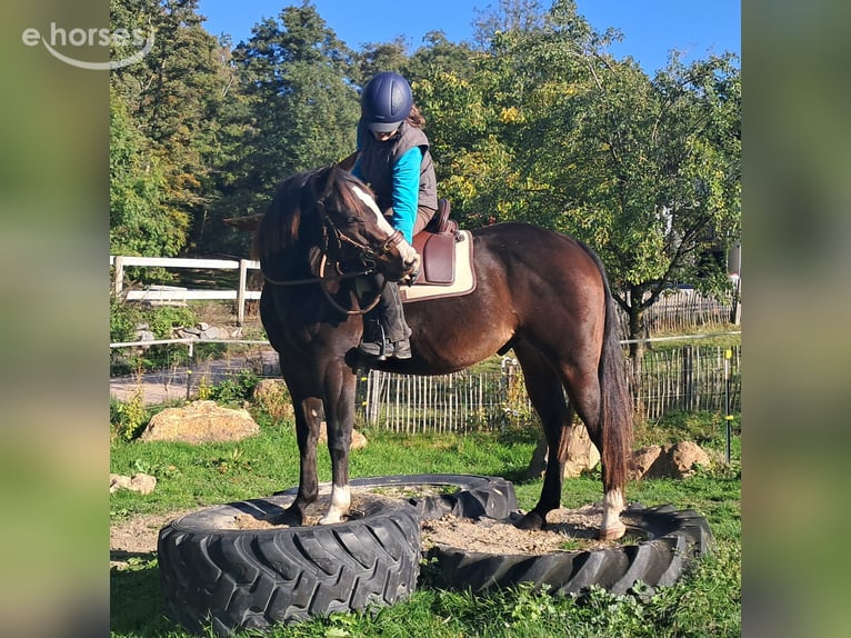 American Quarter Horse Gelding 7 years 15.1 hh Bay-Dark in Bayerbach