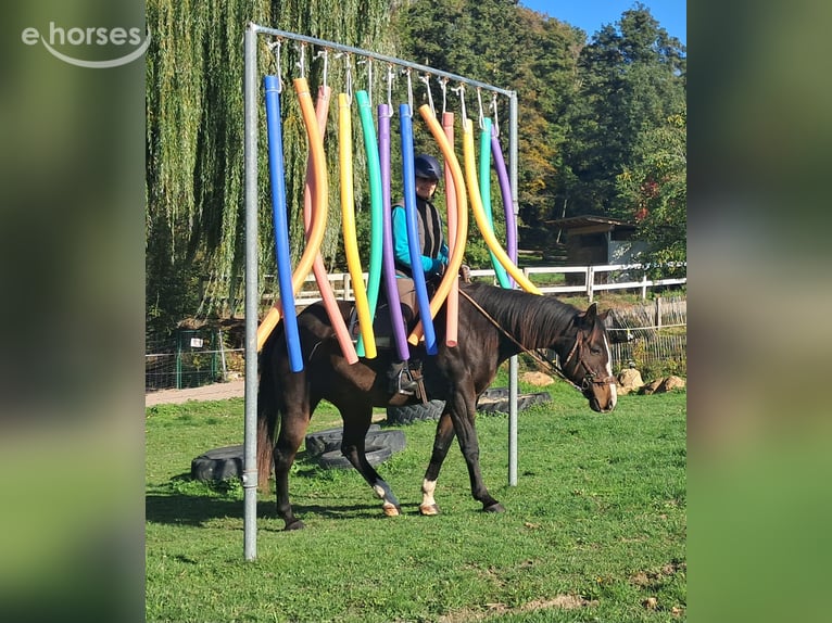 American Quarter Horse Gelding 7 years 15.1 hh Bay-Dark in Bayerbach