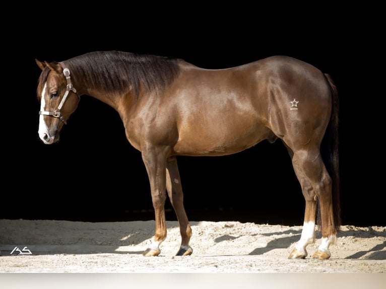 American Quarter Horse Gelding 7 years 15,1 hh Bay-Dark in Pfaffing