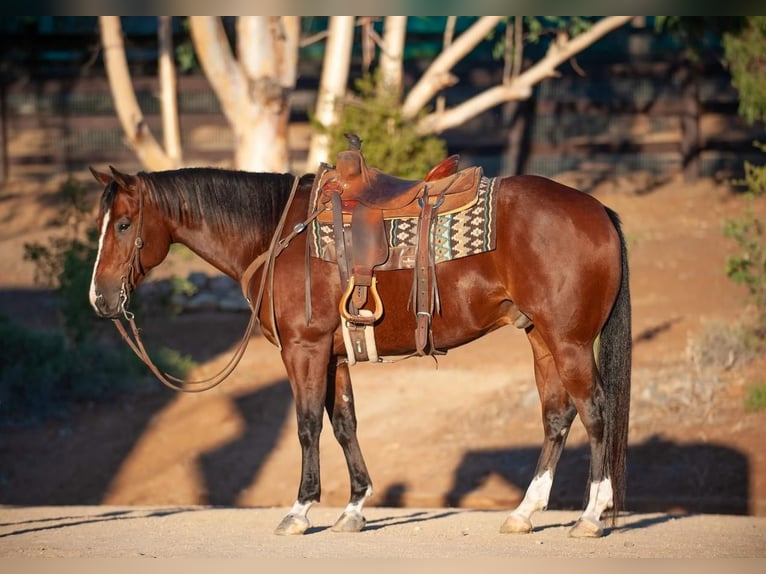 American Quarter Horse Mix Gelding 7 years 15,1 hh Bay in Joshua, TX