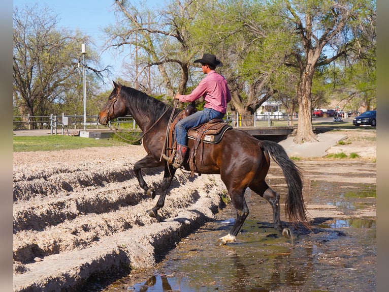 American Quarter Horse Gelding 7 years 15,1 hh Bay in Canyon, TX