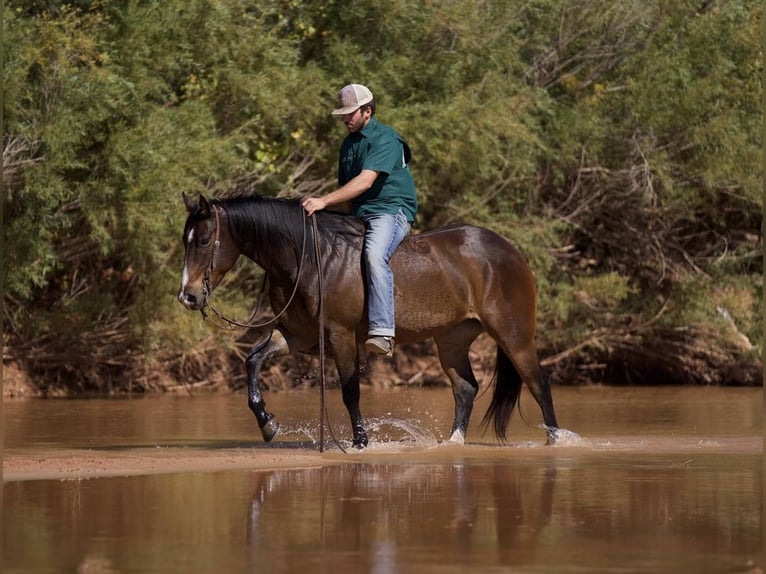 American Quarter Horse Gelding 7 years 15,1 hh Bay in Waco, TX