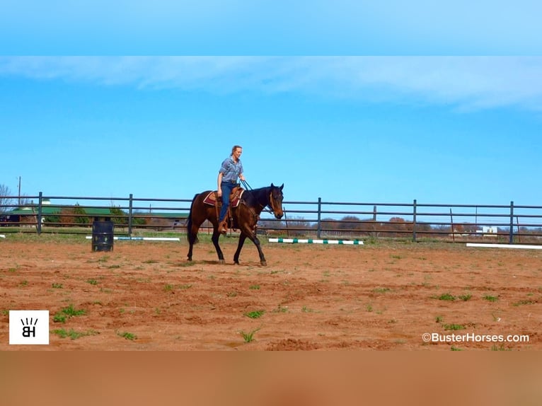 American Quarter Horse Gelding 7 years 15.1 hh Bay in Weatherford
