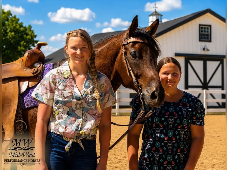 American Quarter Horse Gelding 7 years 15.1 hh Bay in Saint Joe