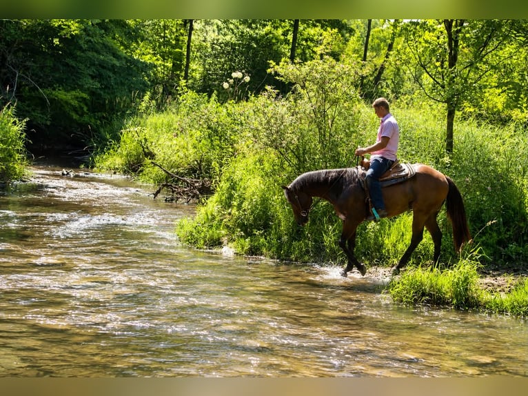 American Quarter Horse Gelding 7 years 15.1 hh Bay in Saint Joe