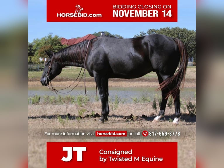 American Quarter Horse Gelding 7 years 15,1 hh Black in Pilot Point, TX