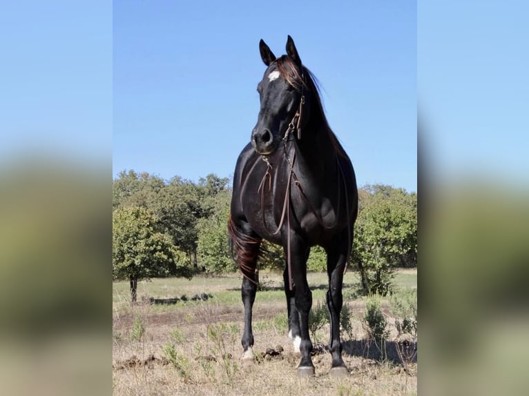 American Quarter Horse Gelding 7 years 15,1 hh Black in Pilot Point, TX