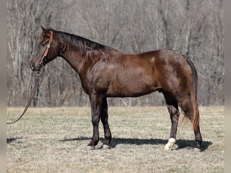 American Quarter Horse Gelding 7 years 15,1 hh Black in Mount Vernon