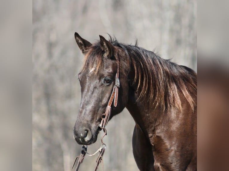 American Quarter Horse Gelding 7 years 15,1 hh Black in Mount Vernon