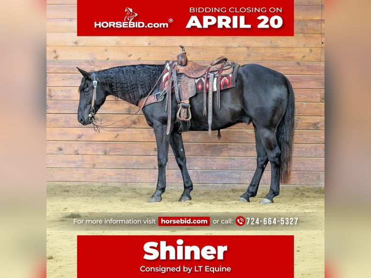 American Quarter Horse Gelding 7 years 15.1 hh Black in Clarion