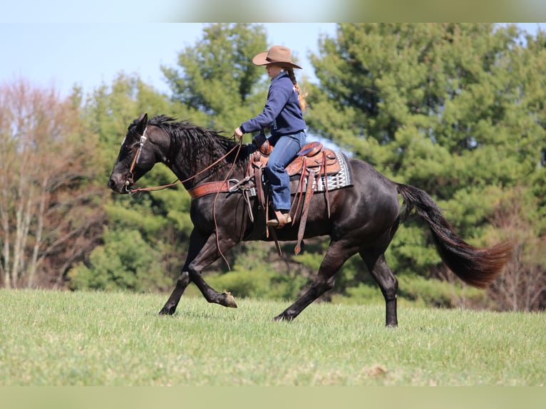 American Quarter Horse Gelding 7 years 15.1 hh Black in Clarion