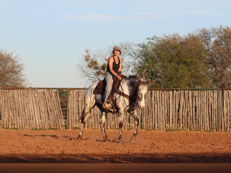 American Quarter Horse Gelding 7 years 15,1 hh Black in Lipan TX