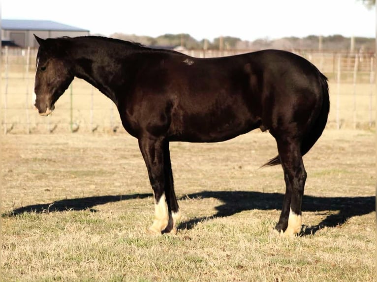 American Quarter Horse Gelding 7 years 15,1 hh Black in Lipan TX