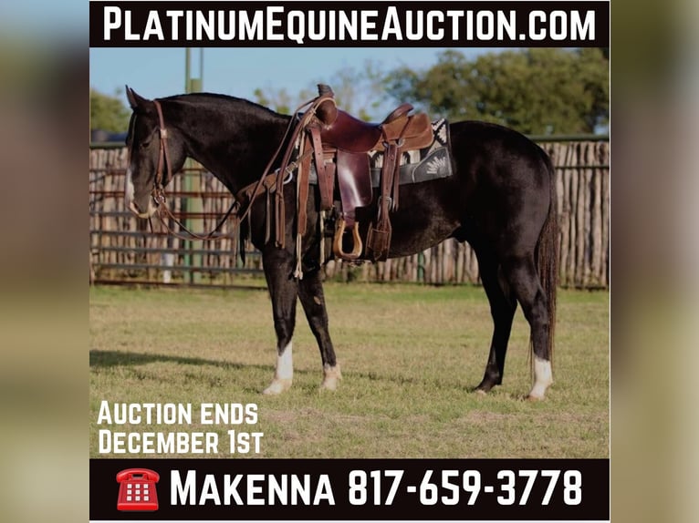 American Quarter Horse Gelding 7 years 15,1 hh Black in Lipan TX