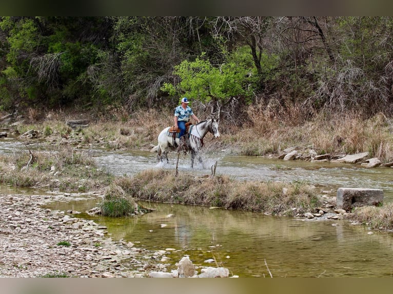 American Quarter Horse Gelding 7 years 15,1 hh Black in Lipan TX