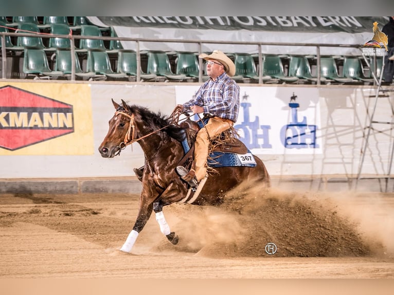 American Quarter Horse Gelding 7 years 15,1 hh Brown in Neuruppin