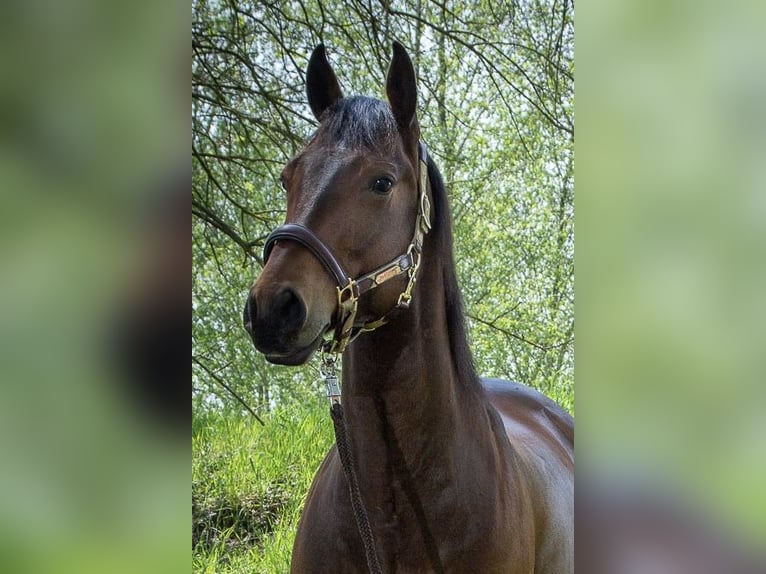 American Quarter Horse Gelding 7 years 15,1 hh Brown in Neuruppin