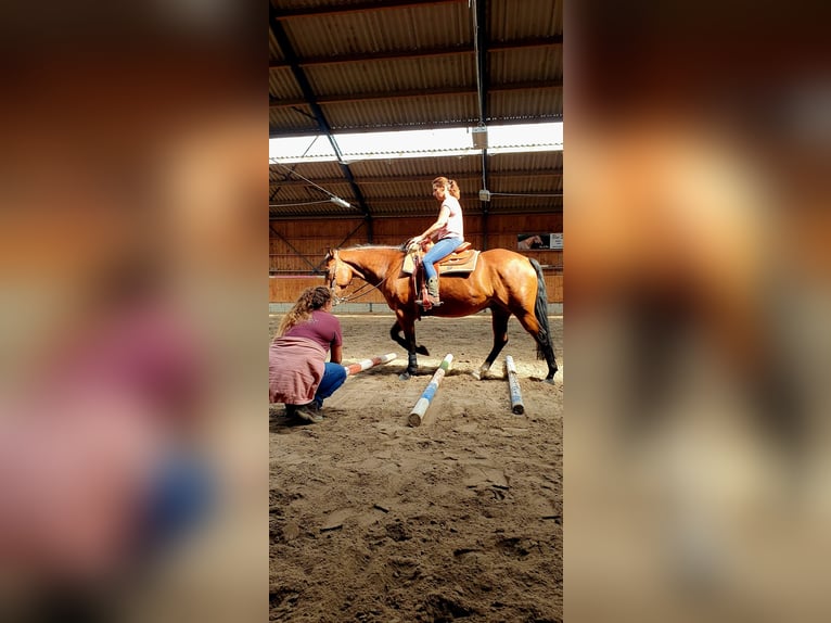 American Quarter Horse Gelding 7 years 15,1 hh Brown in Zonhoven