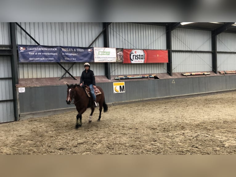 American Quarter Horse Gelding 7 years 15,1 hh Brown in Zonhoven