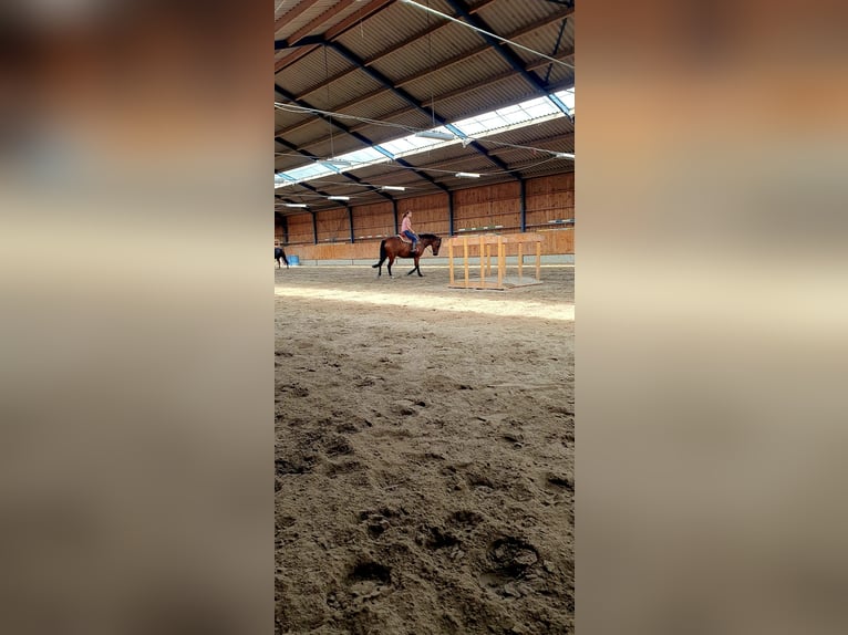 American Quarter Horse Gelding 7 years 15,1 hh Brown in Zonhoven