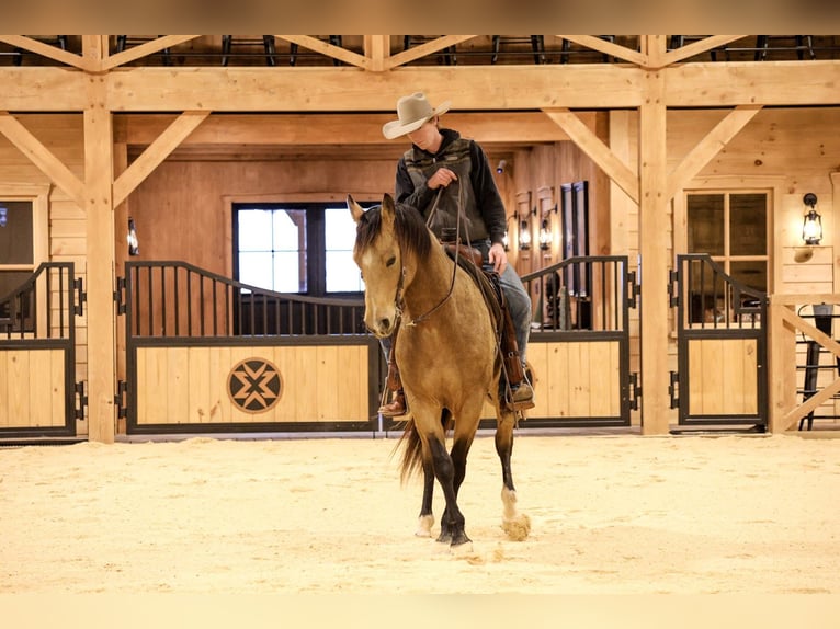 American Quarter Horse Gelding 7 years 15.1 hh Buckskin in Needmore