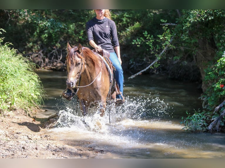 American Quarter Horse Gelding 7 years 15,1 hh Buckskin in Athens