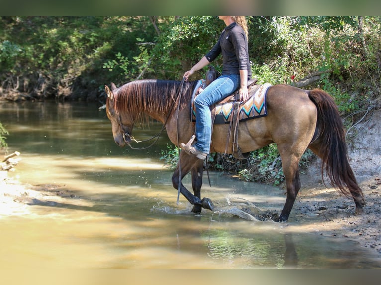 American Quarter Horse Gelding 7 years 15,1 hh Buckskin in Athens