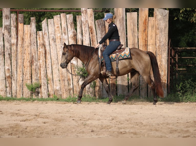 American Quarter Horse Gelding 7 years 15,1 hh Buckskin in Athens