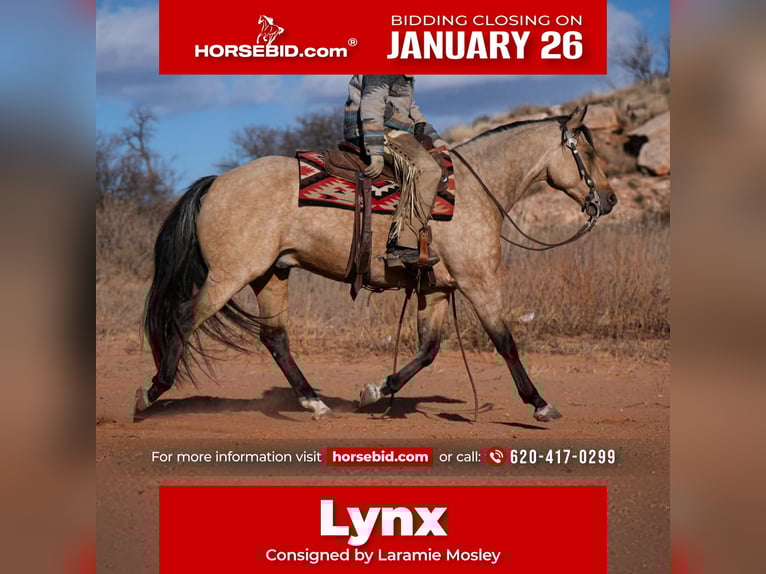 American Quarter Horse Gelding 7 years 15.1 hh Buckskin in Canyon