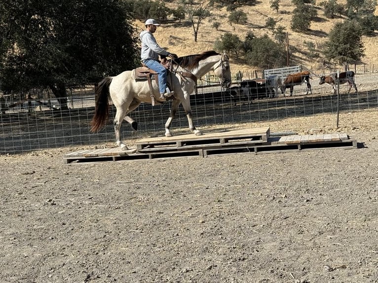 American Quarter Horse Gelding 7 years 15,1 hh Buckskin in Paicines CA