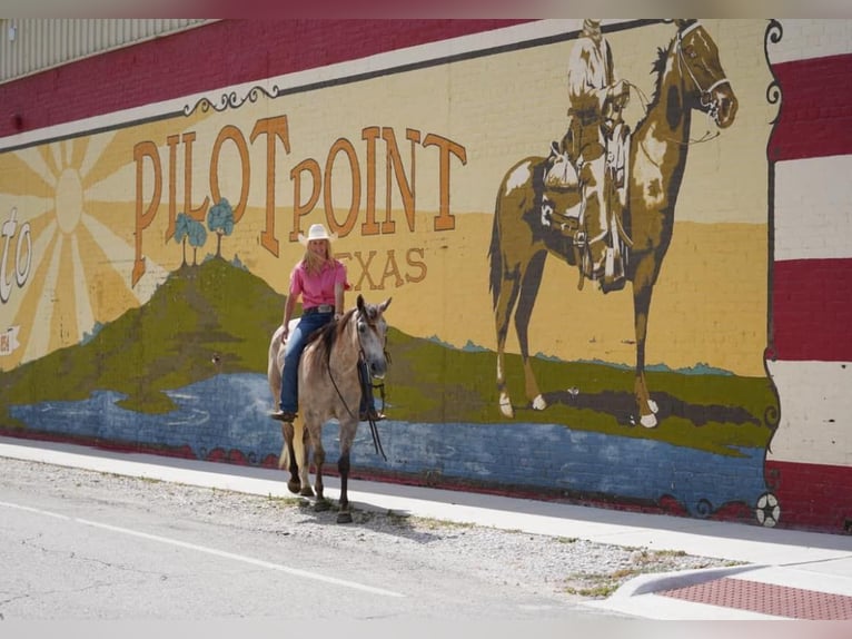 American Quarter Horse Gelding 7 years 15,1 hh Buckskin in Post Oak Bend City Tx